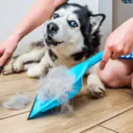How to get rid of dog hair