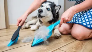 How to get rid of dog hair